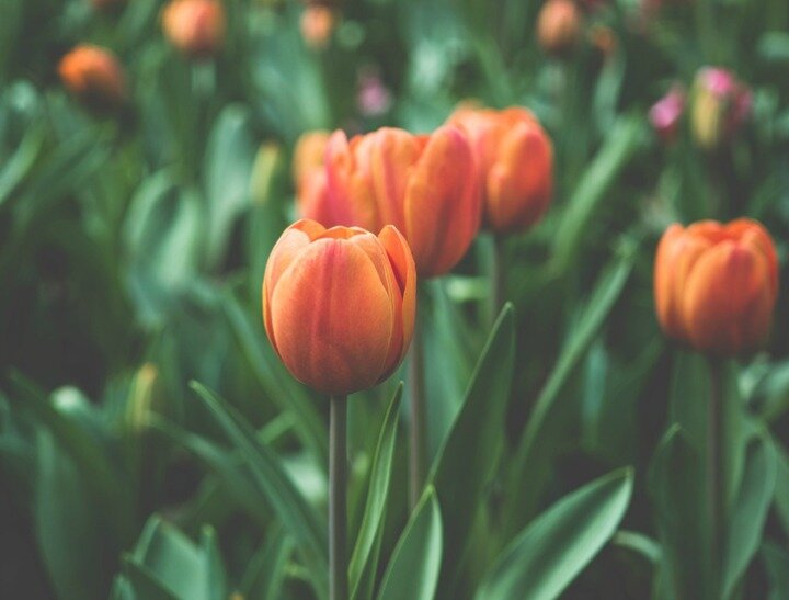 gardening mental feat